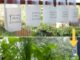DIY Plastic Milk Bottle Herb Garden