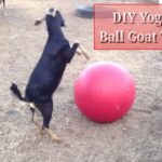 DIY Yoga Ball Goat Toy