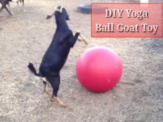 DIY Yoga Ball Goat Toy