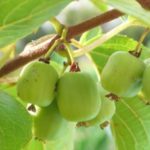 How To Grow Cocktail Kiwis