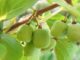 How To Grow Cocktail Kiwis