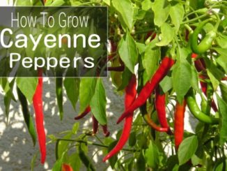 How To Grow Cayenne Peppers