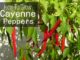 How To Grow Cayenne Peppers