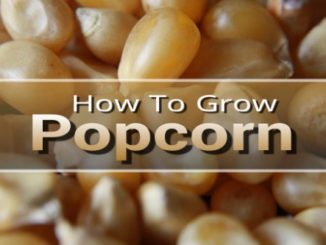 How To Grow Popcorn