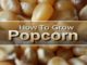 How To Grow Popcorn