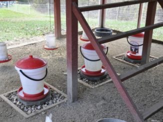 DIY Chicken Coop Drainage System