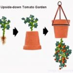 DIY Upside Down Tomato Pots