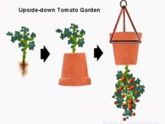 DIY Upside Down Tomato Pots