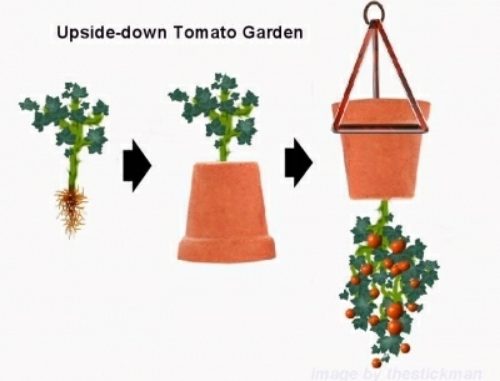 DIY Upside Down Tomato Pots