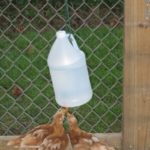 DIY Vinegar Bottle Chicken Waterer