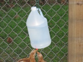 DIY Vinegar Bottle Chicken Waterer