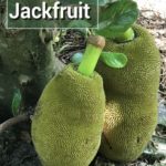 How To Grow Jackfruit From Seed