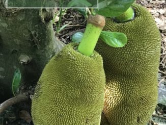 How To Grow Jackfruit From Seed
