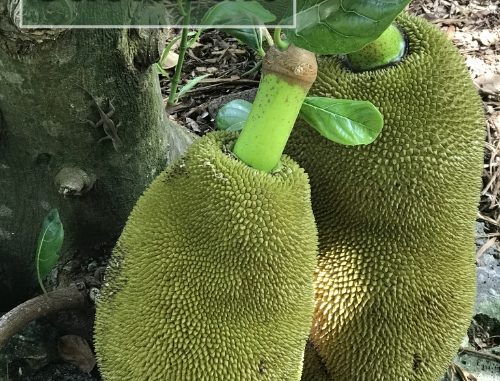 How To Grow Jackfruit From Seed