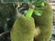 How To Grow Jackfruit From Seed