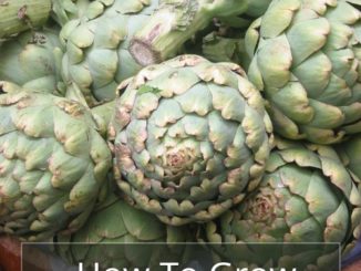 How To Grow Artichokes