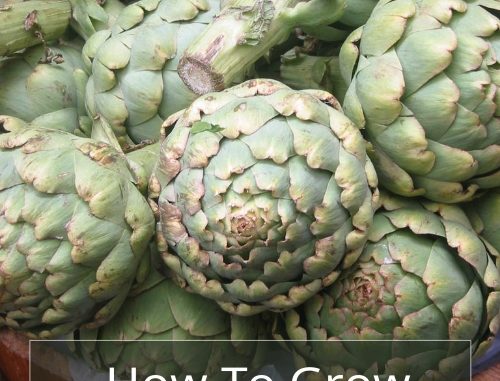 How To Grow Artichokes
