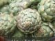 How To Grow Artichokes