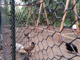 How To Predator Proof Your Chicken Run