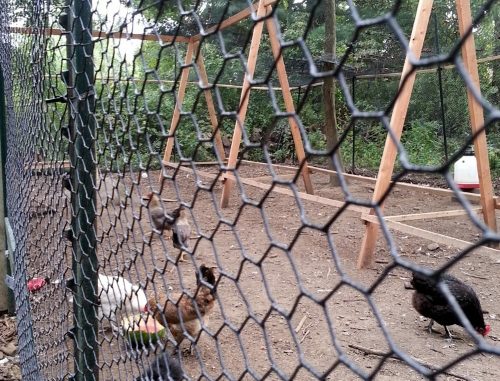 How To Predator Proof Your Chicken Run