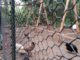 How To Predator Proof Your Chicken Run