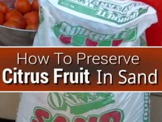 How To Preserve Citrus Fruit In Sand