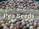 How To Save Pea Seeds