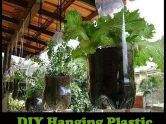 DIY Hanging Plastic Soda Bottle Planter