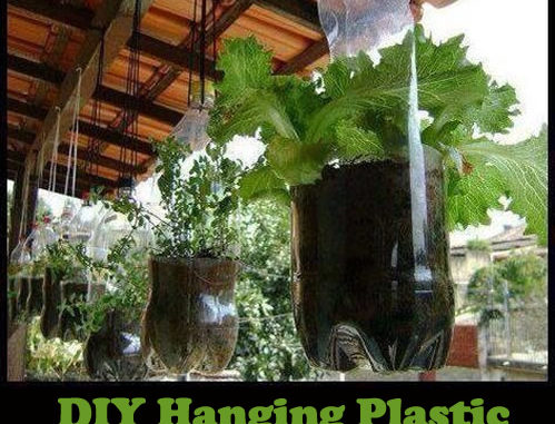 DIY Hanging Plastic Soda Bottle Planter