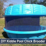 DIY Kiddie Pool Chick Brooder