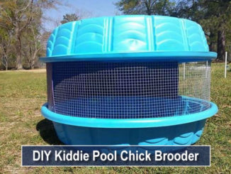 DIY Kiddie Pool Chick Brooder
