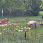 DIY Portable Pig Pen
