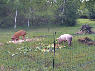 DIY Portable Pig Pen
