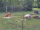 DIY Portable Pig Pen