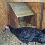DIY Turkey Nest Box