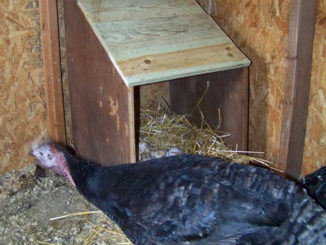 DIY Turkey Nest Box