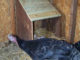 DIY Turkey Nest Box