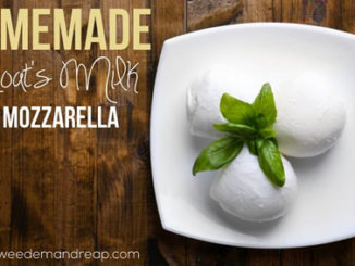 Homemade Goat Milk Mozzarella Recipe