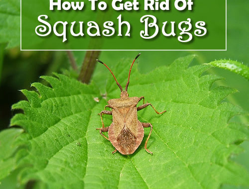 How To Get Rid Of Squash Bugs