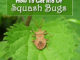How To Get Rid Of Squash Bugs