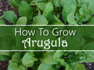 How To Grow Arugula