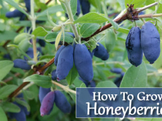 How To Grow Honeyberries