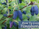 How To Grow Honeyberries