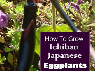 How To Grow Ichiban Japanese Eggplants