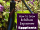 How To Grow Ichiban Japanese Eggplants
