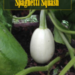 How To Grow Spaghetti Squash