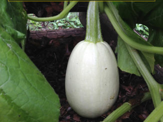 How To Grow Spaghetti Squash