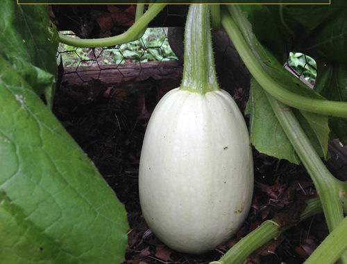 How To Grow Spaghetti Squash