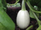 How To Grow Spaghetti Squash