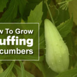 How To Grow Stuffing Cucumbers
